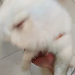 乐康宠物诊所:东莞市常平镇天虹/常平镇中心附近