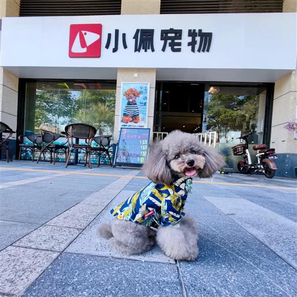 PETKIT小佩狗狗:东莞市虎门镇虎门万达广场附近