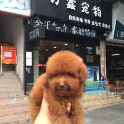 万鑫宠物(艾嘉华远店):东莞市虎门镇博美附近