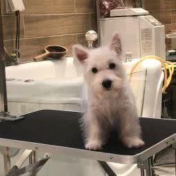 益家之宠(益田假日奥特莱斯店):东莞市凤岗镇官井头/大运城邦附近