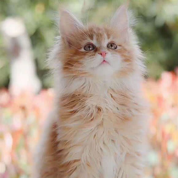 安和宠物:东莞市长安镇长安镇区附近