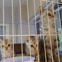 DK宠物(长安店):东莞市长安镇长安镇区附近