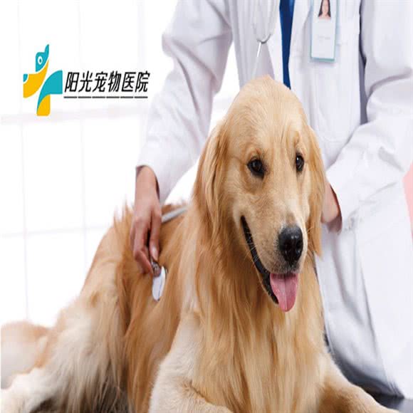 阳光连锁宠物医院:邯郸市邯山区赵都新城附近