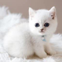 直兴宠物会所(长源街店):东莞市长安镇长安万科广场附近