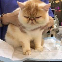 乐高宠物诊疗中心:东莞市厚街镇厚街大润发附近