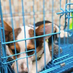 汇宠宠物店:东莞市厚街镇康乐路附近