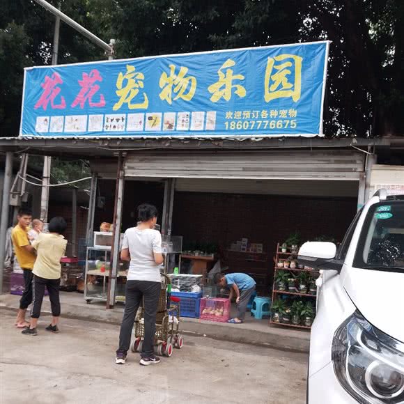 花花宠物:东莞市大朗镇水平广场附近
