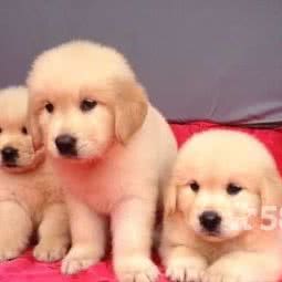 宠犬天下宠物店:东莞市寮步镇寮步镇中心城区附近