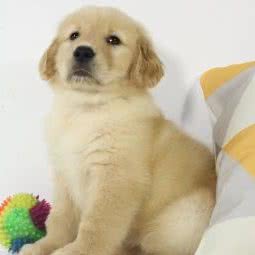 旭日宠物狗场猫舍犬舍:东莞市寮步镇寮步镇中心城区附近