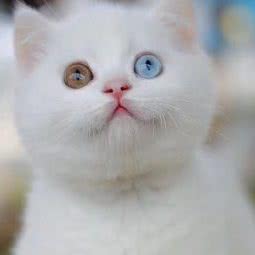 欧邦宠物狗场猫舍犬舍:东莞市清溪镇聚富路附近