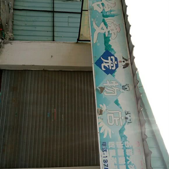 怡雯宠物店:东莞市高埗镇高埗镇中心城区附近