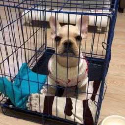 耀星犬舍:东莞市石碣镇石碣镇附近