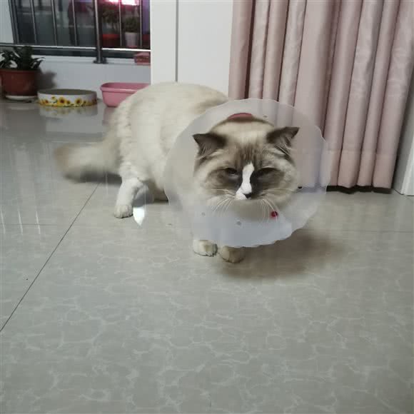 东城动物诊所(广泰店):邯郸市丛台区高开区附近