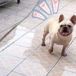 米果犬舍:东莞市麻涌镇麻涌镇附近