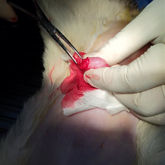 康宠动物诊所:东莞市沙田镇沙田镇附近