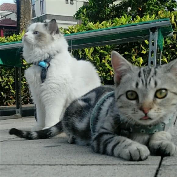 哆咪宠物:中山市东区街道远洋城附近