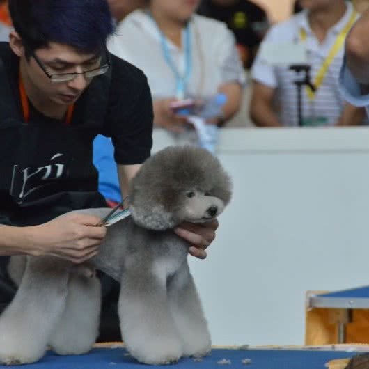 汪星人宠物店:中山市东区街道完美金鹰广场附近