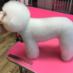 狗道宠物护理SPA中心:中山市东区街道东裕路附近