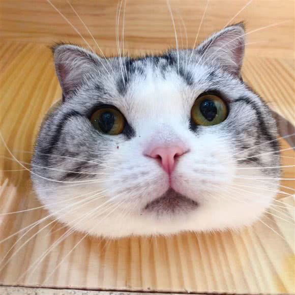 恩宠·宠物美容馆(东区朗晴假日店):中山市东区街道南下新码头附近