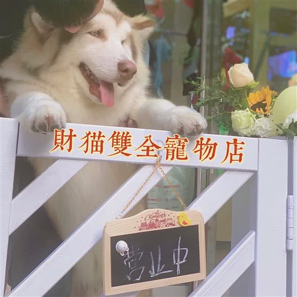 财猫双全:中山市东区街道白沙湾/沙岗墟附近