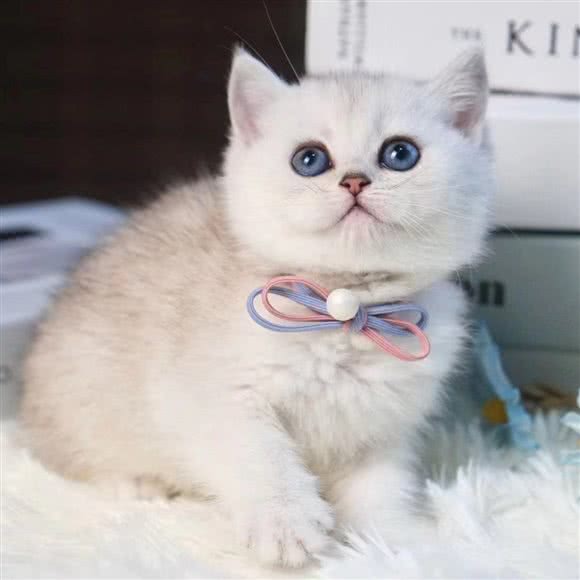 69号猫舍(常营店):北京城区朝阳区常营附近