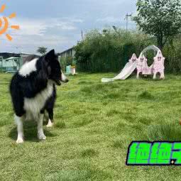 001宠物公园:中山市港口镇芊翠家园附近