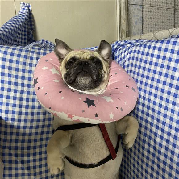 PETKIT小佩宠物(中山健康花城店):中山市火炬高技术产业开发区太阳城附近