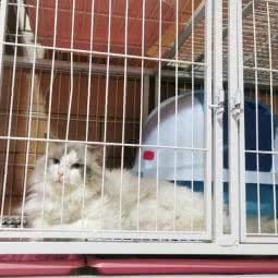 派多格连锁宠物店(沙溪店):中山市沙溪镇星宝附近