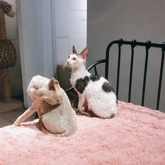 星在宠物生活馆(沙溪店):中山市沙溪镇星宝附近