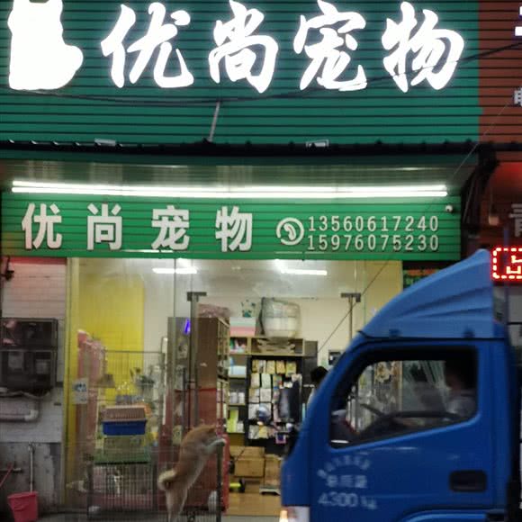 优尚宠物狗:中山市东凤镇东凤附近