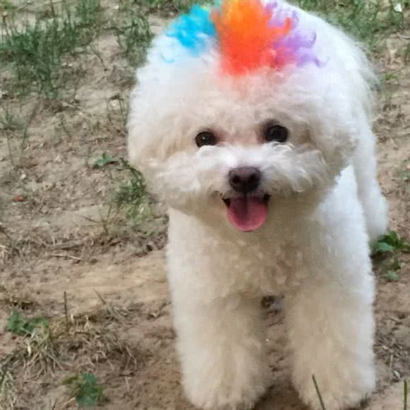 布丁专注宠物美容生活馆:北京城区朝阳区