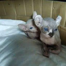 派多格宠物(安得鲁斯店):北京城区朝阳区