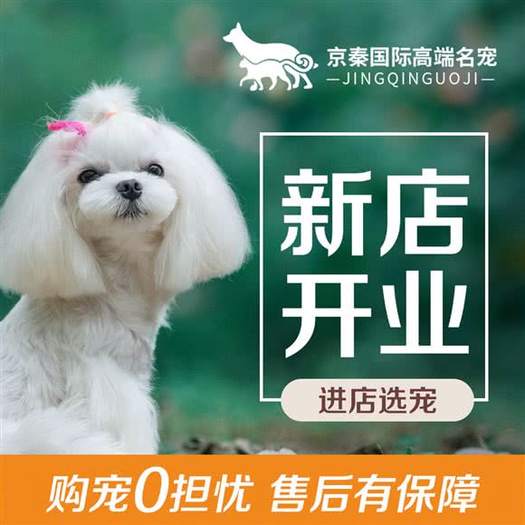 京秦国际高端名宠生活馆:北京城区朝阳区