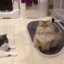 和·猫舍(心店):北京城区朝阳区