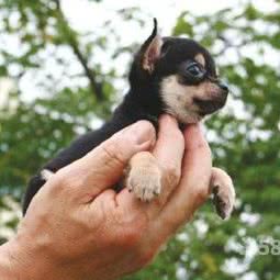 中韩(合资)明星犬业:北京城区朝阳区