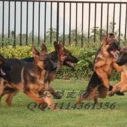 名犬繁育中心:北京城区朝阳区