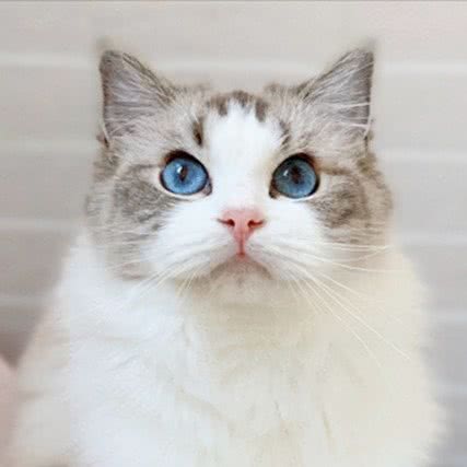 Queens home布偶猫舍:北京城区丰台区