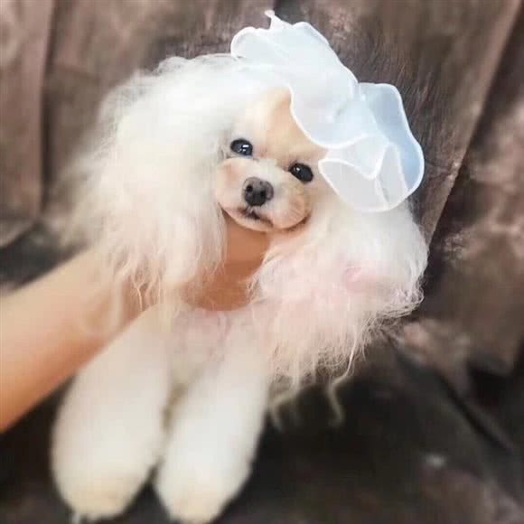 大鹏私宠:北京城区丰台区