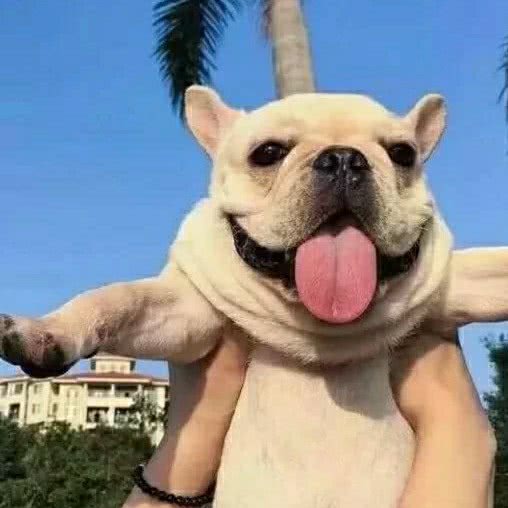 派多格宠物(程庄北里店):北京城区丰台区