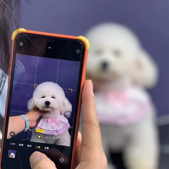 Uni·Pet 有你宠物:邯郸市丛台区鑫港国际附近