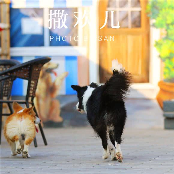 撒欢儿宠物乐园:北京城区海淀区