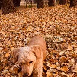 派多格宠物(苏家坨店):北京城区海淀区