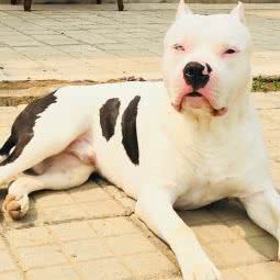 爱宠代喂营牛牛家:北京城区海淀区