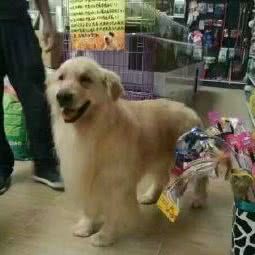 喵哩咯汪宠物用品超市:北京城区海淀区