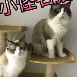 小怪名猫猫舍:北京城区海淀区