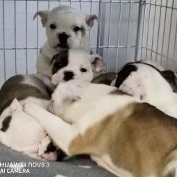 鹏润犬舍(良乡店):北京城区房山区