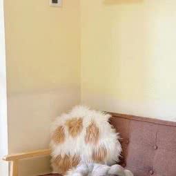 宠吧·宠物馆:北京城区通州区