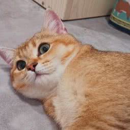 派多格狗狗:北京城区通州区