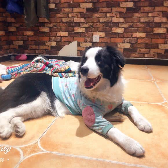 蜜罐儿宠物狗生活馆:北京城区通州区