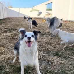 一个狗住的地方:北京城区通州区